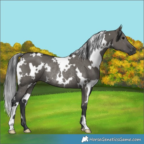 Horse Color:White Spotted Grullo Rabicano 
