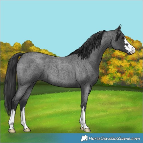 Horse Color:Blue Roan 