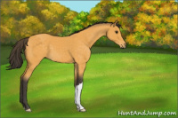 Horse Color:Buckskin 