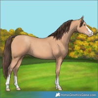 Horse Color:Amber Champagne 