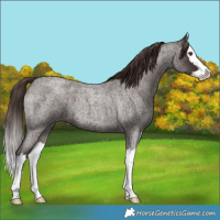 Horse Color:Liver Red Roan Splash 