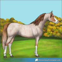 Horse Color:Red Roan Splash 