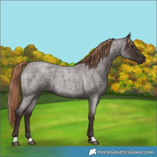 Horse Color:Liver Red Roan 