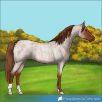 Horse Color:Red Roan 