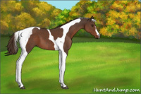 Horse Color:Liver Chestnut Tobiano 