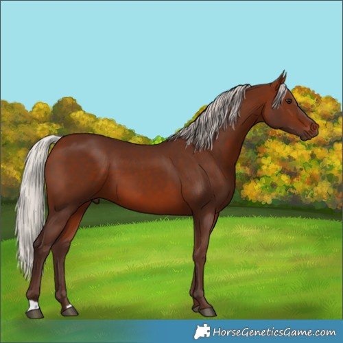 Horse Color:Silver Bay 
