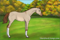 Horse Color:Red Dun 