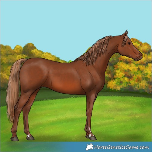 Horse Color:Chestnut 