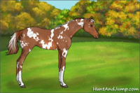 Horse Color:White Spotted Chestnut 