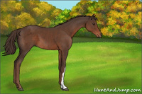 Horse Color:Liver Chestnut 