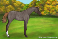 Horse Color:Liver Red Roan 
