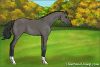 Horse Color:Grullo