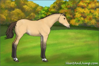 Horse Color:Buckskin Dun 