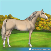 Horse Color:Chocolate Palomino Dun 