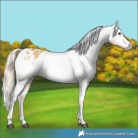 Horse Color:Palomino Dun Varnish 