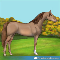 Horse Color:Red Dun 