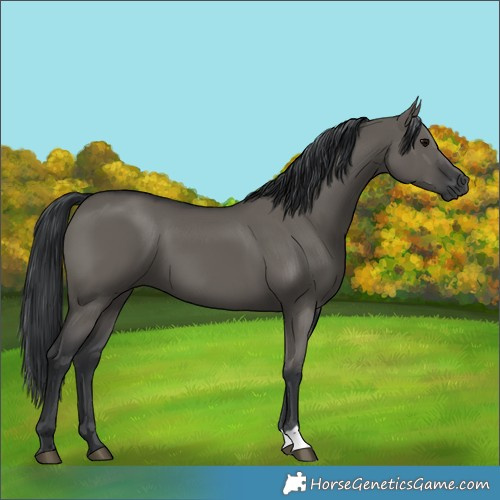 Horse Color:Grullo 