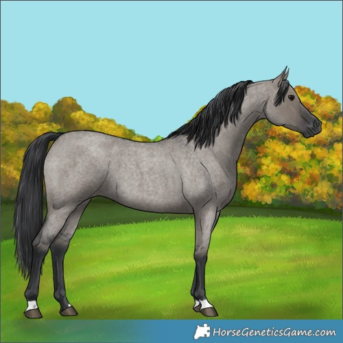 Horse Color:Grullo Roan 