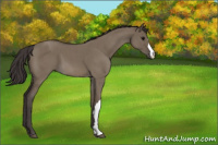 Horse Color:Smoky Grullo Roan 