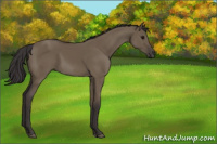 Horse Color:Smoky Grullo 