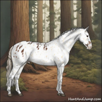 Horse Color:Brown Appaloosa and Buckskin Appaloosa Rabicano