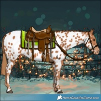 Horse Color:Chestnut Appaloosa