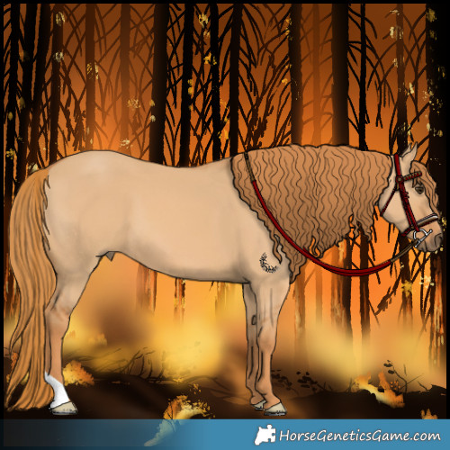 Horse Color:Red Dun 