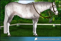Horse Color:Platinum White Spotted Chocolate Palomino Onyx 