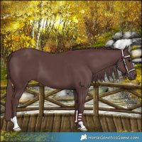 Horse Color:Chocolate Black 