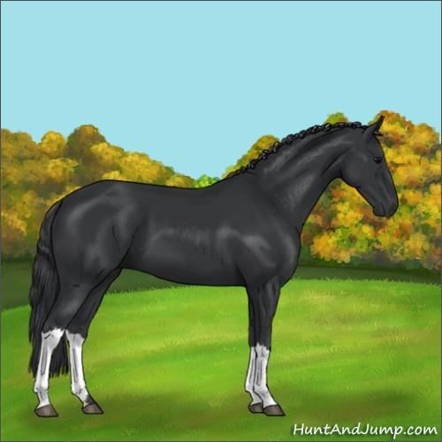 Horse Color:Black 