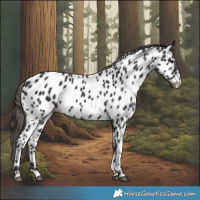 Horse Color:Smoky Black Near Leopard 
