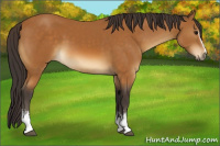 Horse Color:White Spotted Buckskin 