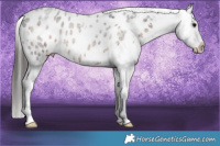 Horse Color:Brown Roan Appaloosa Rabicano 