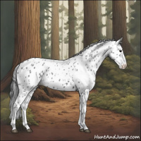 Horse Color:Black Appaloosa 