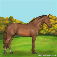 Horse Color:Chestnut  and Chestnut 