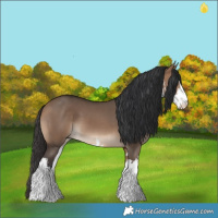 Horse Color:White Spotted Bay Dun 