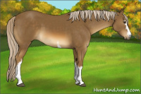 Horse Color:White Spotted Chocolate Palomino 