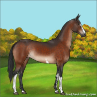 Horse Color:White Spotted Bay 