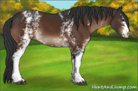 Horse Color:White Spotted Brown 