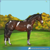 Horse Color:White Spotted Liver Chestnut 
