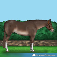 Horse Color:White Spotted Liver Chestnut
