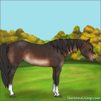Horse Color:White Spotted Brown 