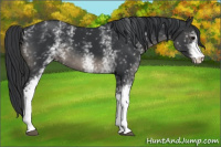 Horse Color:White Spotted Black 