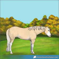 Horse Color:Palomino Dun Splash 