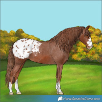 Horse Color:Chestnut Appaloosa 
