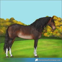 Horse Color:White Spotted Bay 