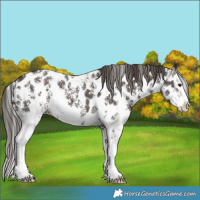 Horse Color:Liver Chestnut Sabino Splash Near Leopard 