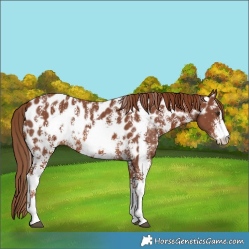 Horse Color:Chestnut Sabino Near Leopard 