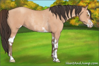 Horse Color:Amber Champagne Sabino Rabicano  and Amber Champagne Sabino Rabicano 