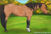 Horse Color:Bay  and Bay Roan 